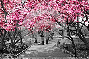 Pink spring blossoms blooming on black and white trees above a path in Central Park, New York City