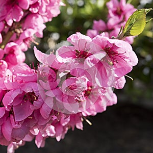 Pink spring blossoms. Nectarine tree - prunus persica nectarina - blossoming.