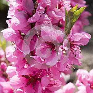 Pink spring blossoms. Nectarine tree - prunus persica nectarina - blossoming.