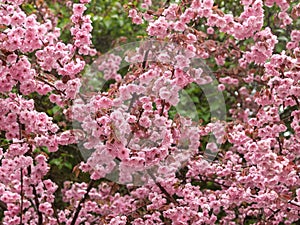 Pink spring blossoms