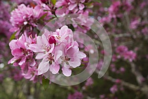Pink spring blossoms