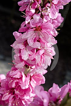 Pink spring blossoms. Nectarine tree - prunus persica nectarina - blossoming.