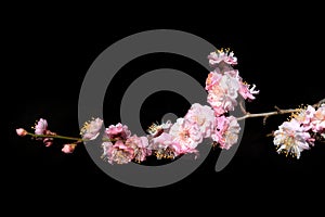 Pink spring cherry blossom On a black background, Cherry tree branch with spring pink flowers In March in South Korea