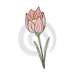 Pink spring crocus flower hand drawn in cartoon style for card design