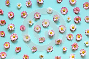 pink spring daisy flowers on blue background. Flower pattern