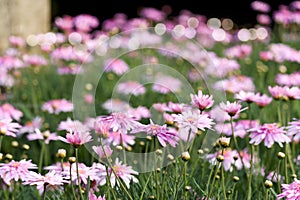 Pink spring daisy flowers with green leaves blooming in the garden background, flower meadow in sunny day, nature floral