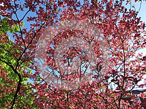 Pink Spring Dogwoods and Blue Sky in April