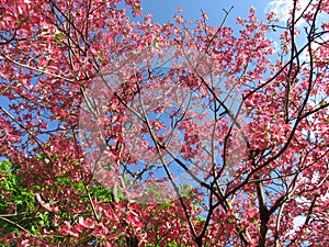 Pink Spring Dogwoods and Blue Sky in April in Spring photo