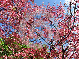 Pink Spring Dogwoods and Blue Sky in April in Spring