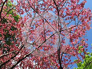 Pink Spring Dogwoods and Blue Sky in Spring