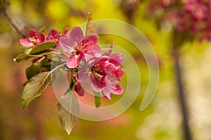 Pink spring flower in Kiev park