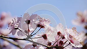 Pink spring flowers