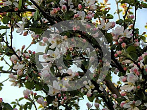 Pink spring flowers on apple branches