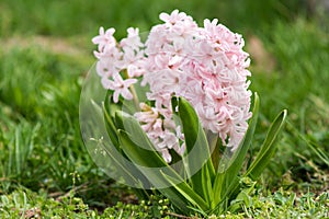 Pink Spring flowers at blossom park