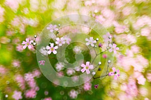 Pink, spring flowers blossoms on bokeh background