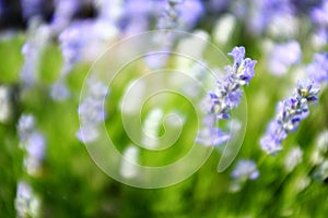 Pink Spring Flowers and Blue Background