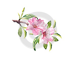 Pink spring flowers. Flowering branch with blossom of cherry, sakura. Watercolor