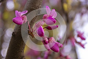 Pink spring flowers on the tree