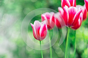 Pink spring flowers. Pink tulips close-up in a spring blooming garden.Floral pink background. Spring pink flowers