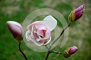 Pink spring magnolia flowers branch