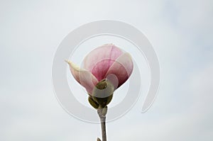 Pink spring magnolia flowers branch