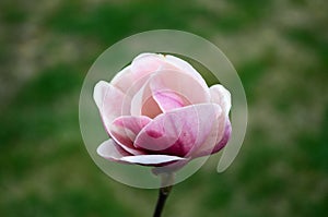 Pink spring magnolia flowers branch