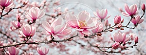 Pink spring magnolia flowers branch