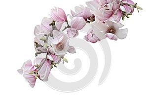 Pink spring magnolia flowers branch