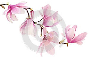 Pink spring magnolia flowers branch photo