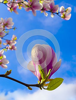 Pink spring magnolia flowers branch