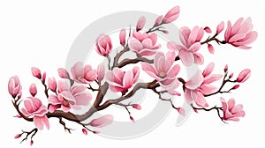 Pink spring magnolia flowers branch isolated on white background, perfect for springtime concepts