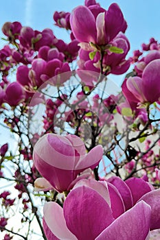 Pink spring magnolia flowers branch. Spring flowering tree. Spring nature background. Landscape with flowering trees