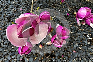 Pink spring magnolia flowers branch. Spring flowering tree. Spring nature background. Landscape with flowering trees