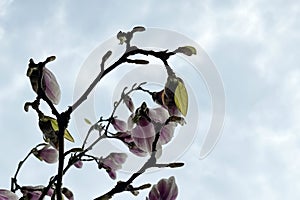 Pink spring magnolia flowers branch. Spring flowering tree. Spring nature background. Landscape with flowering trees