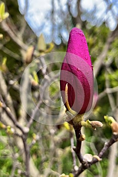 Pink spring magnolia flowers branch. Spring flowering tree. Spring nature background. Landscape with flowering trees