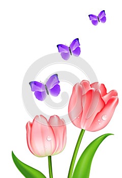 Pink Spring Tulips and Butterflies