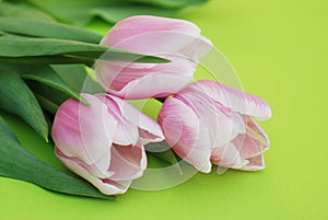 Pink Spring Tulips over a Green background, in a flat lay composition with Copy space. Spring flowers.