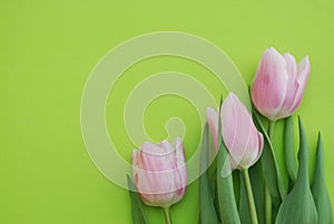 Pink Spring Tulips over a Green background, in a flat lay composition with Copy space. Spring flowers.