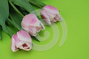 Pink Spring Tulips over a Green background, in a flat lay composition with Copy space. Spring flowers.