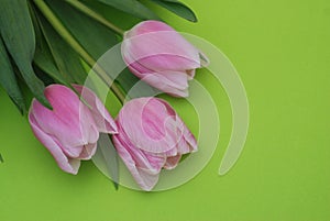 Pink Spring Tulips over a Green background, in a flat lay composition with Copy space. Spring flowers.