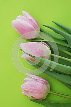 Pink Spring Tulips over a Green background, in a flat lay composition with Copy space. Spring flowers. Vertical Image.