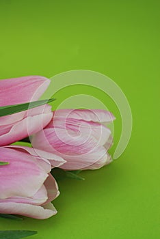 Pink Spring Tulips over a Green background, in a flat lay composition with Copy space. Spring flowers. Vertical Image.