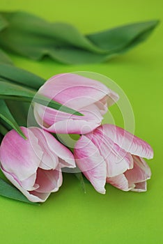 Pink Spring Tulips over a Green background, in a flat lay composition with Copy space. Spring flowers. Vertical Image.