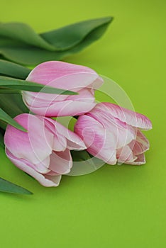 Pink Spring Tulips over a Green background, in a flat lay composition with Copy space. Spring flowers. Vertical Image.