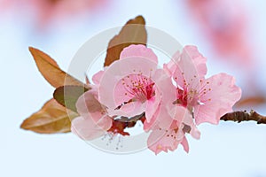 Pink springtime blossom with a blue background
