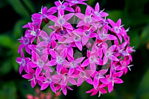 Pink star clustersï¼ŒEgyptian starclusterï¼ŒPentas lanceolata