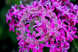 Pink star clustersï¼ŒEgyptian starclusterï¼ŒPentas lanceolata