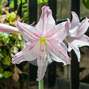 Pink star lilly