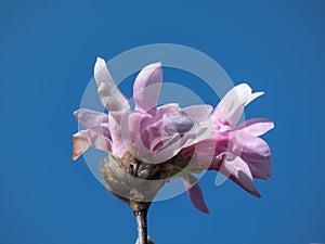 Pink star-shaped flower of blooming Star magnolia - Magnolia stellata in early spring in bright sunlight with blue sky background