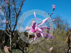 Pink star-shaped flower of blooming Star magnolia - Magnolia stellata in early spring in bright sunlight with blue sky background